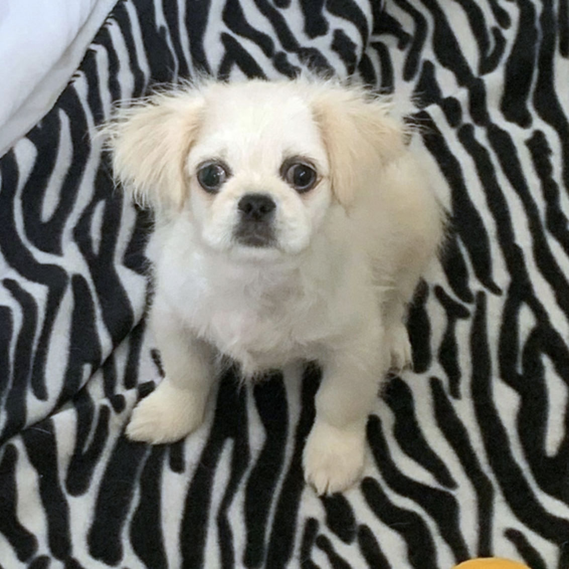 comprar cachorros sanos, baratos y asequibles para la venta